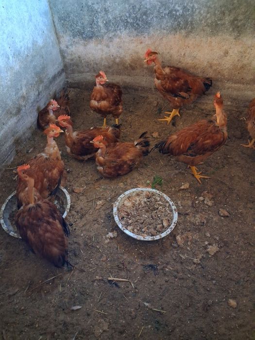 Vendo galos e coelhos