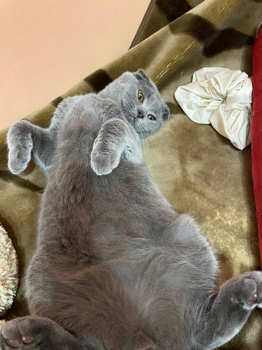 Продам вислоухого кота