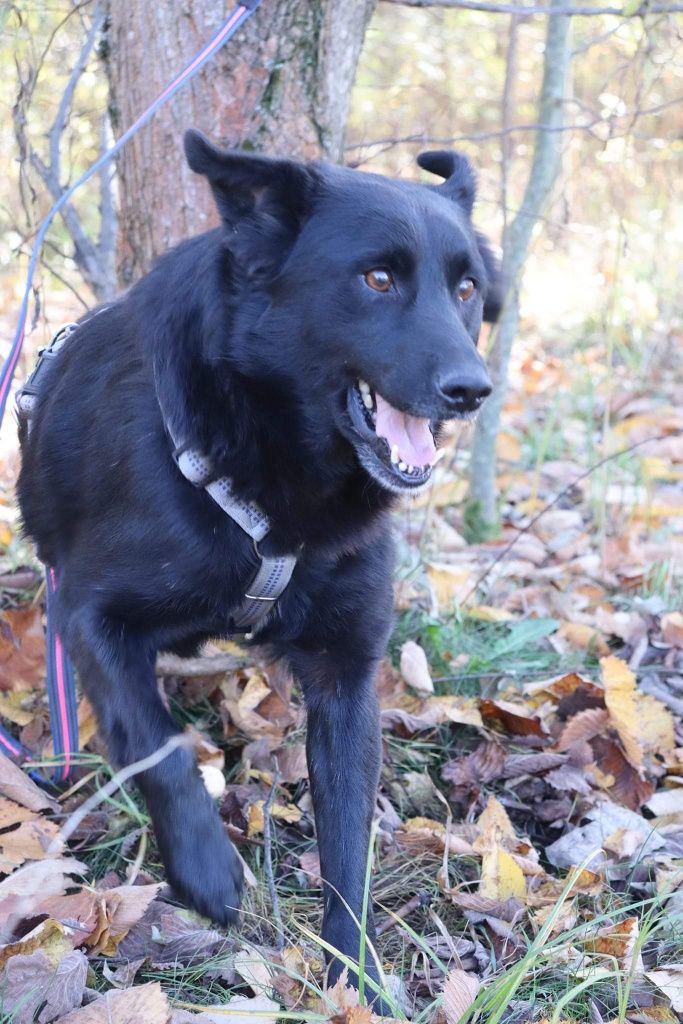 Tobi słodziak do adopcji. Czeka w schronisku i nikt nie pyta o niego
