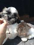 Shihtzu chłopiec