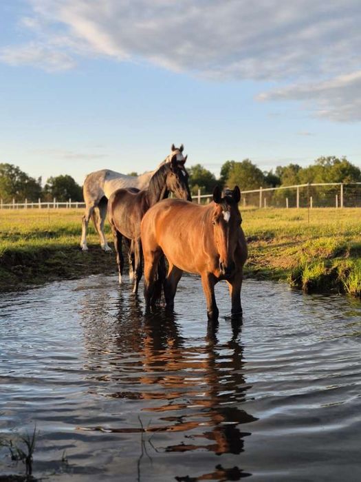 Pensjonat dla koni wolne boksy