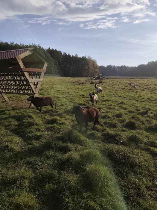 Owce kameruńskie, bażanty złociste,kaczki mandarynki przepiórki
