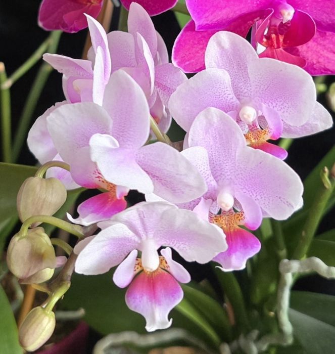 Орхідея Фаленопсис Рhalaenopsis з квітконосамии