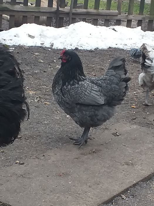 Яйце інкубаційне кури Австралорп .