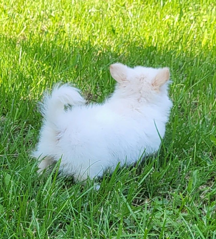 Chihuahua piesek