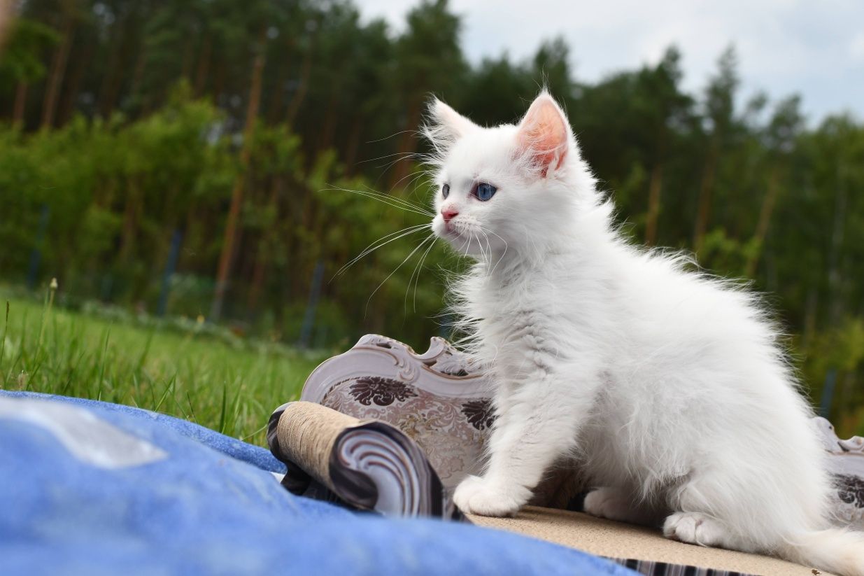 Jaśniutki jak chmurka kociak ragdoll z rodowodem FPL
