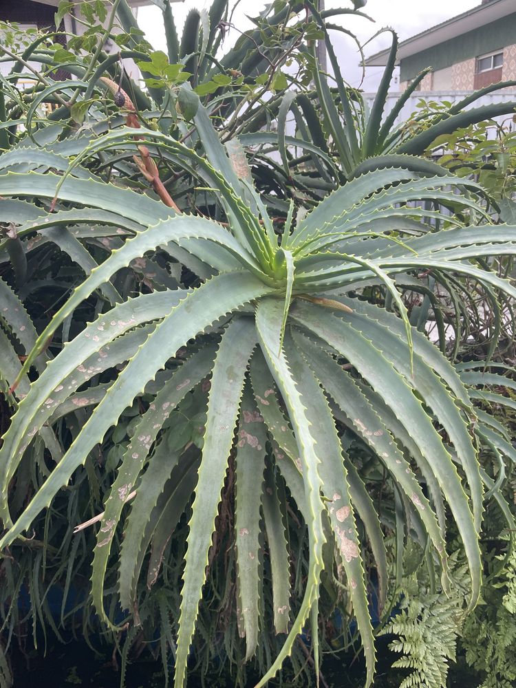 Aloe arborensis rebentos