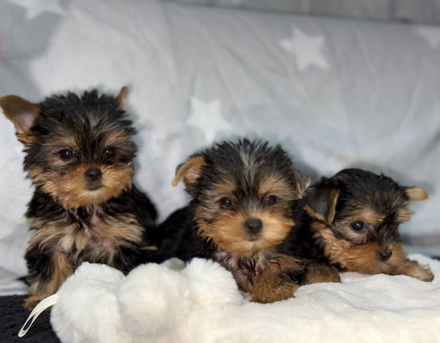 Маленькі клубочки