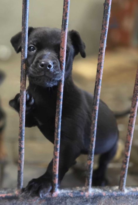 Żaneta  szuka domu -schronisko Zgierz -aktualne