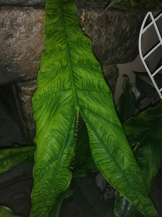 Алоказия ретикулата