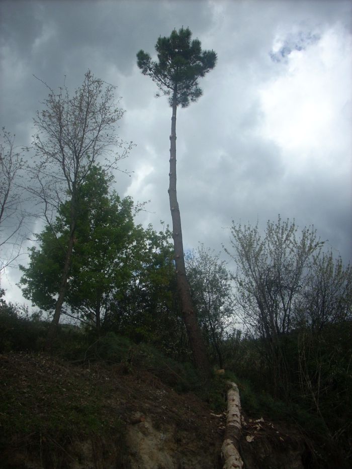 cortador podador de árvores