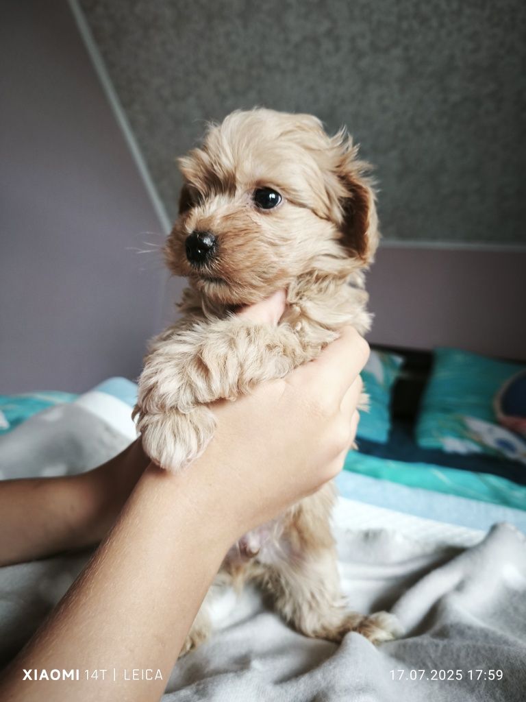 Piesek  Maltipoo