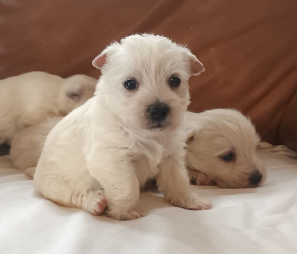 West highland white terrier piękny piesek