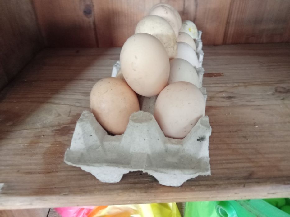 Sprzedam jajka wiejski żywione tylko ziarnem i co sobie same znajdą