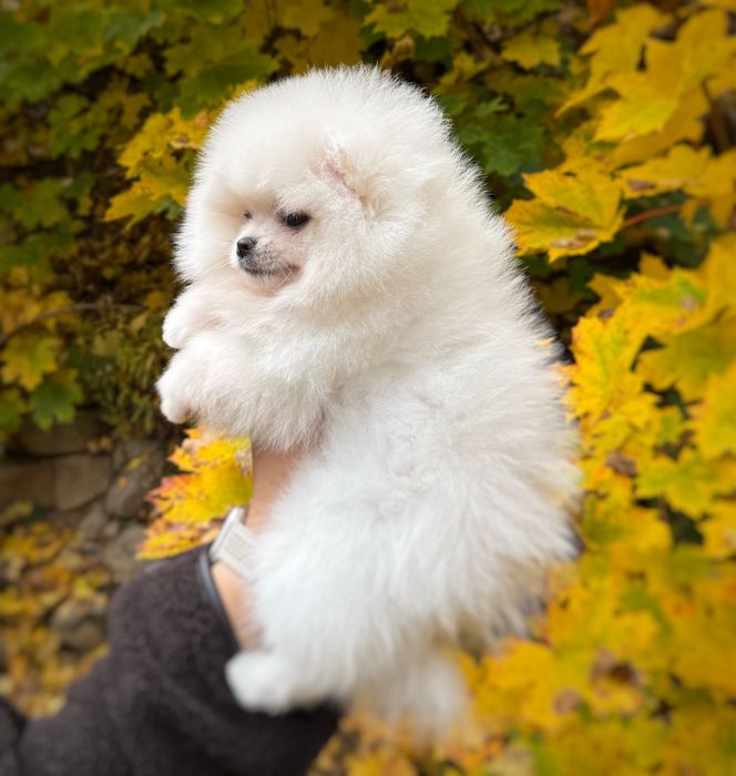 Pomeranian szpic miniaturowy Suczka Zkwp FCI MIŚ Gotowa do zmiany domu