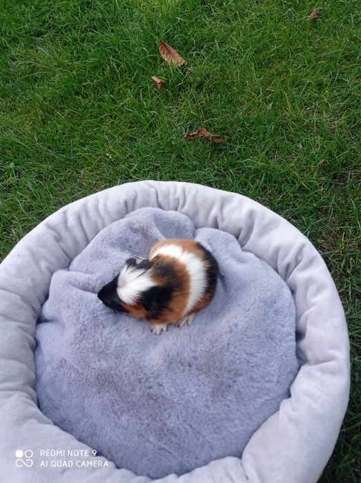 Świnki morskie, cavia domowa