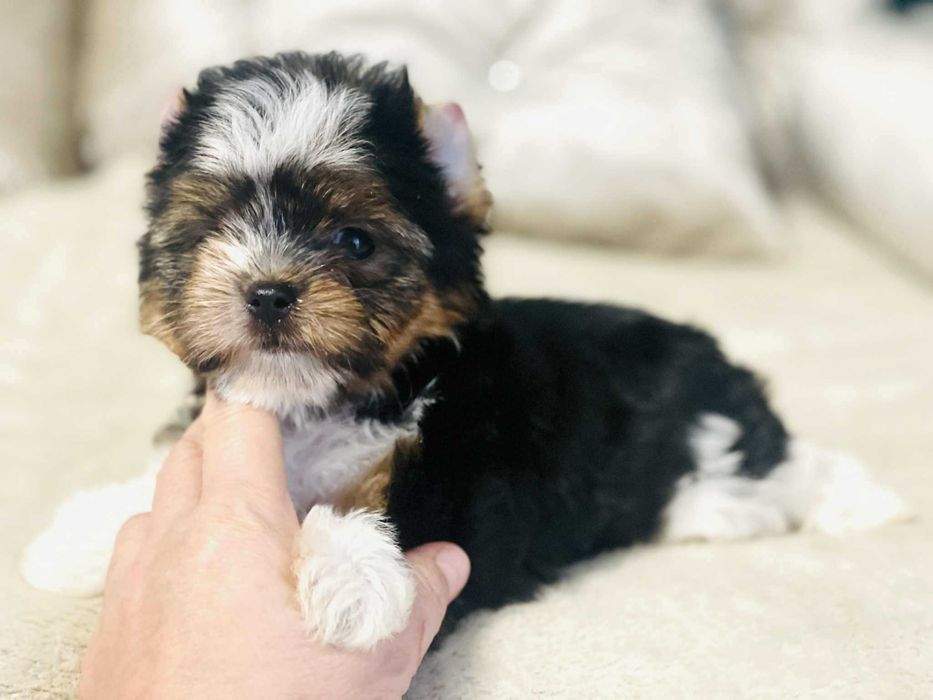 York Biewer - piękny chłopczyk - cudowna uroda . Piękna buzia i oczka.