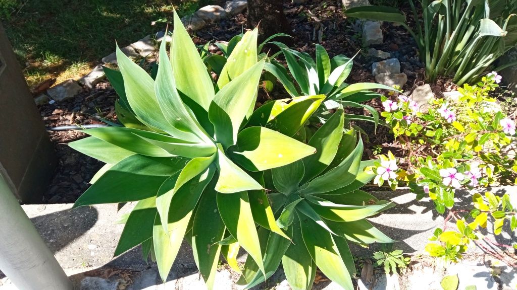 Plantas de Agave e yucca