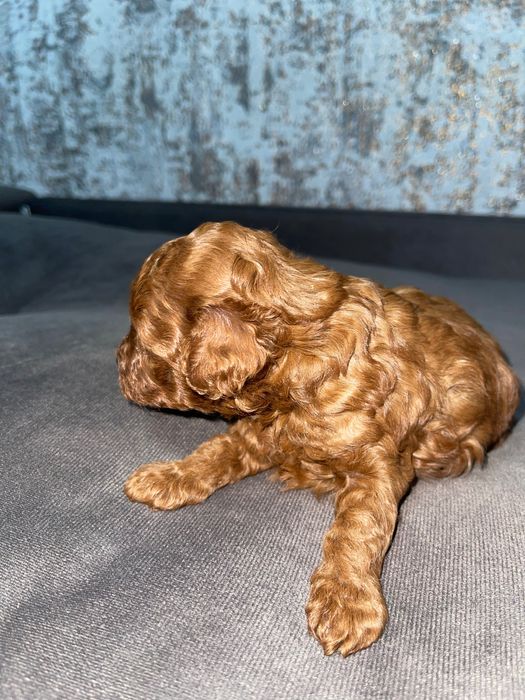 Той пудель Ред Браун міні порода. 2-3 кг.