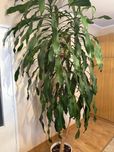 Dracena ponad 2metry
