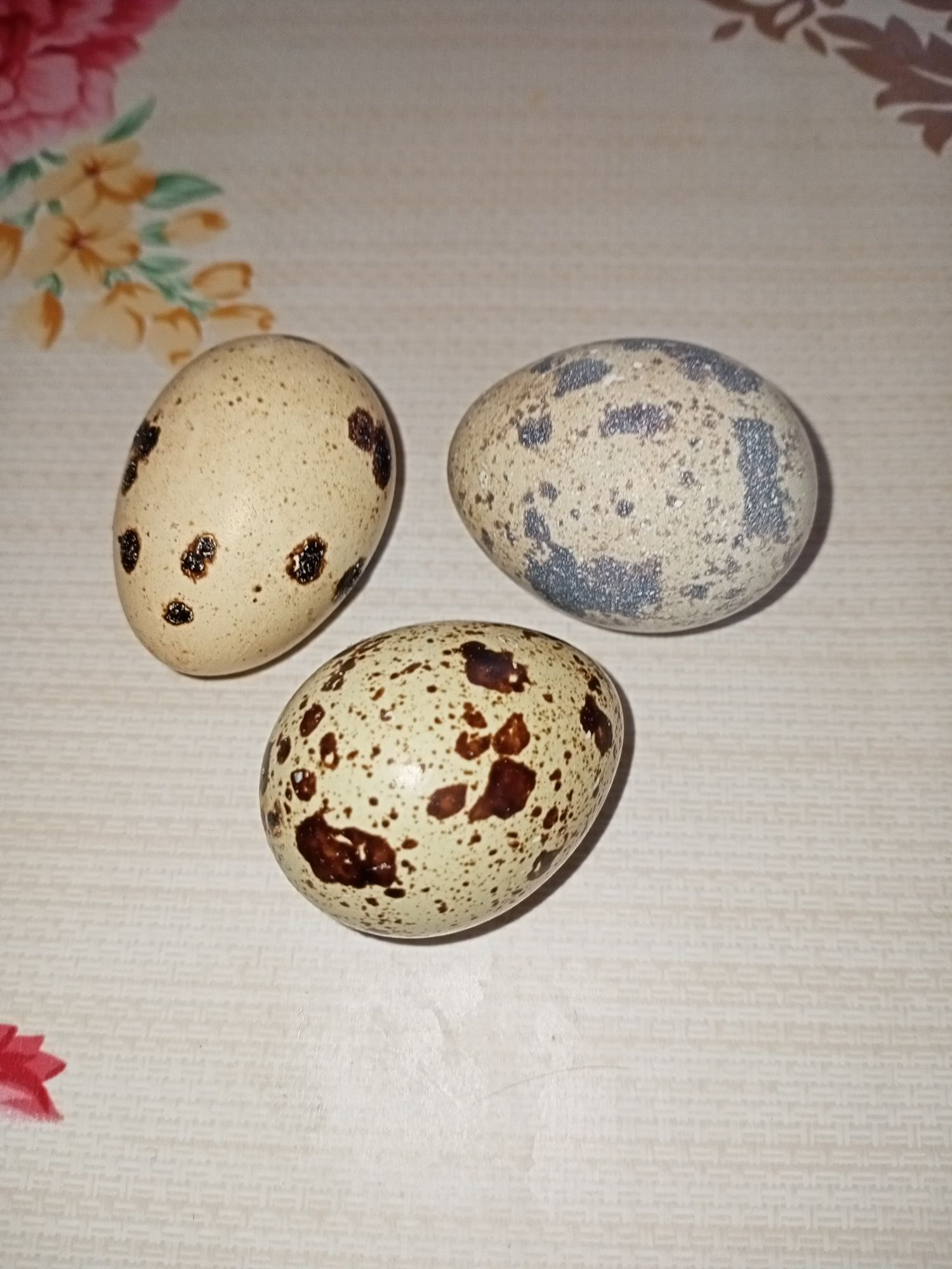 Продам інкубаційні і харчові перепелині яйця