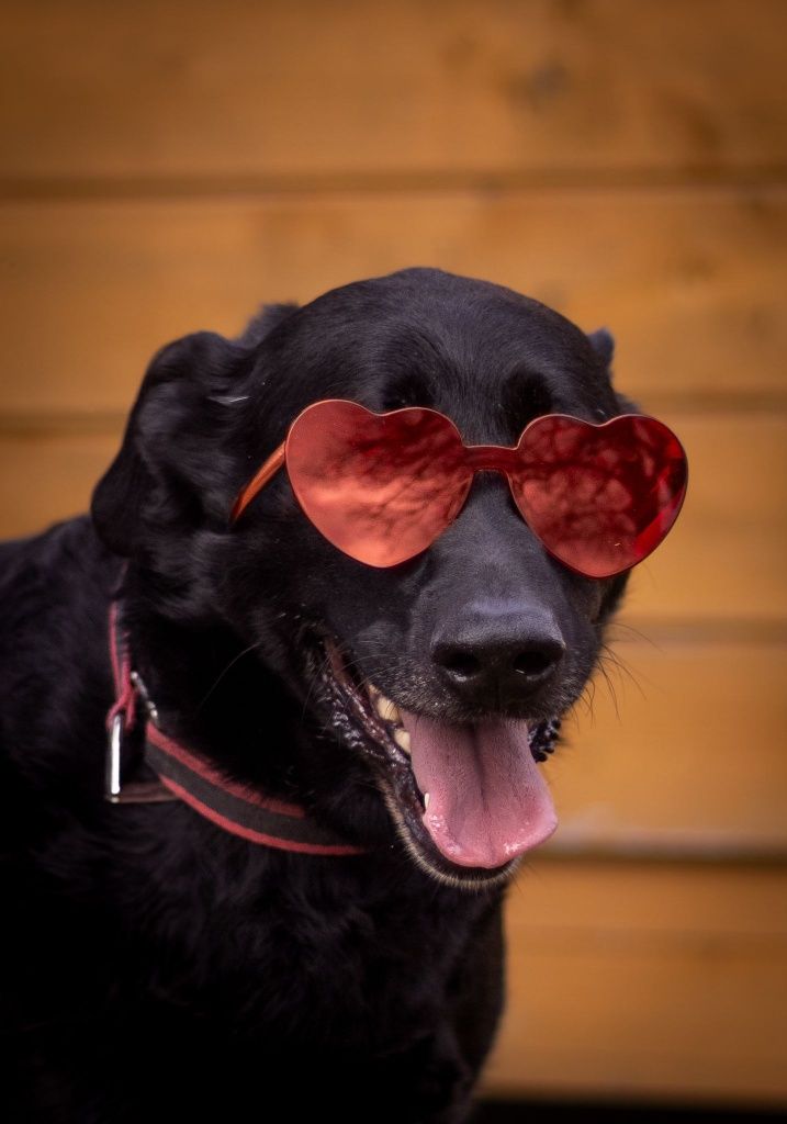 Max- wierny pies w typie labradora szuka domu