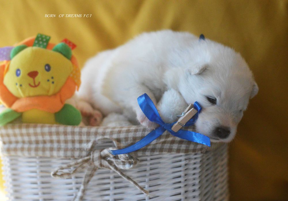 Samoyed/Samojed ZKwP FCI.  Odbior Listopad - suczka