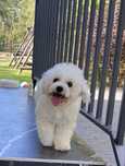 Bichon Frise para hodowlana ZKwP