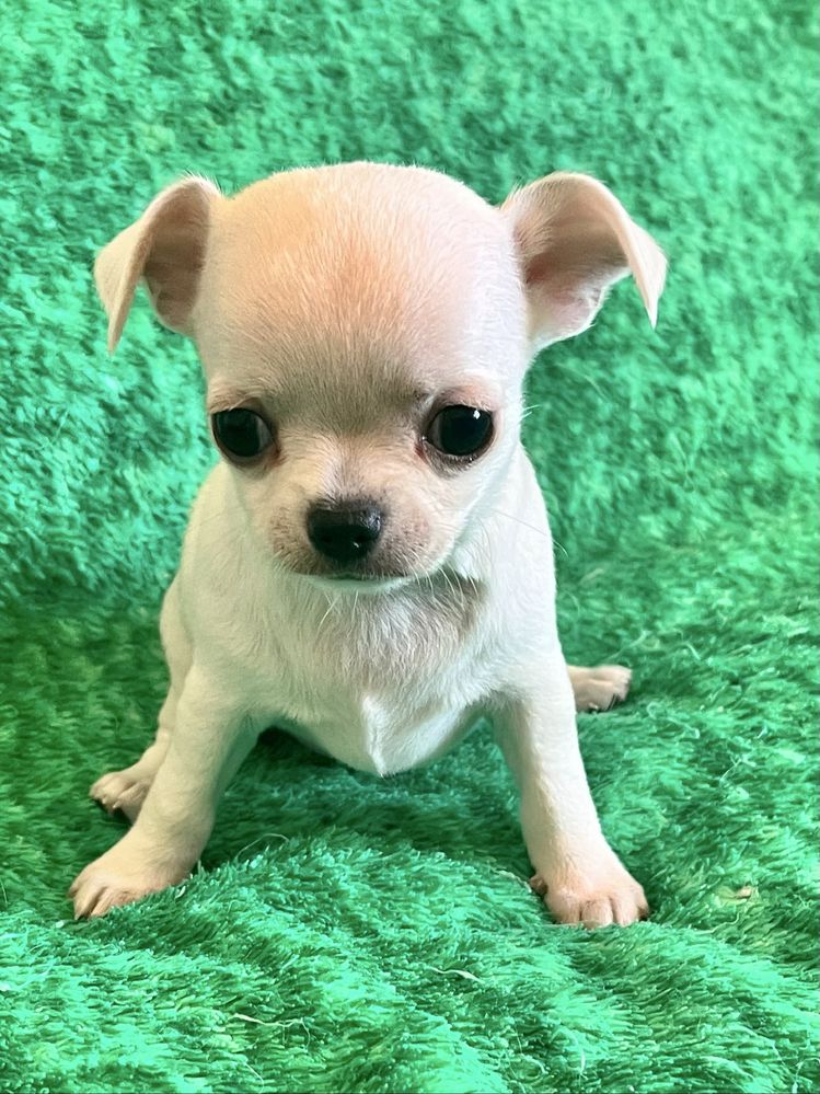 Chihuahua Macho  Pelo Curto