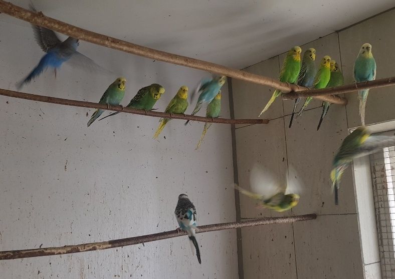 Papugi faliste papużki