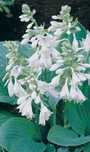 Hosta sibeliana elegant /pięknie białe kwiaty