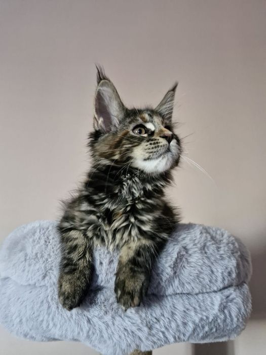 Maine Coon - Torbie (com LOP)