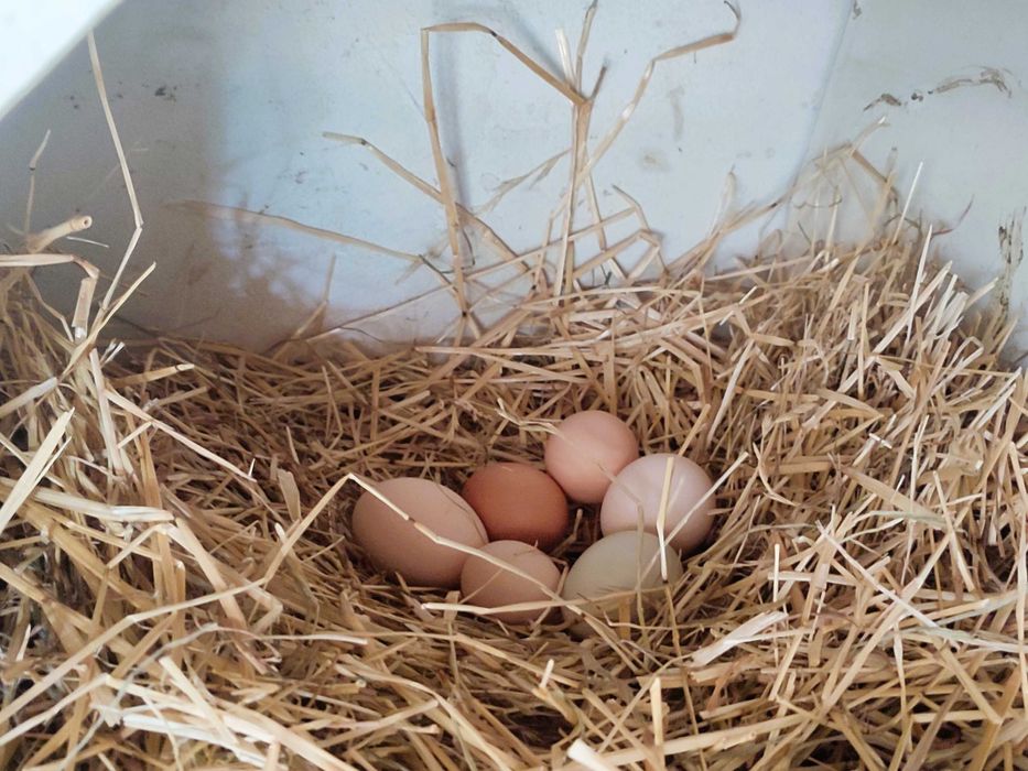 Ekologiczne jajka z certyfikatem