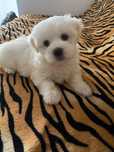 Bichon Maltes disponivel.