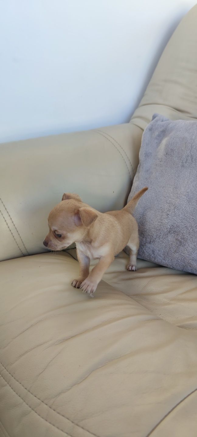 Chihuahua bege de pêlo curto (macho)