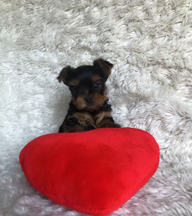 Йорк хлопчик КСУ