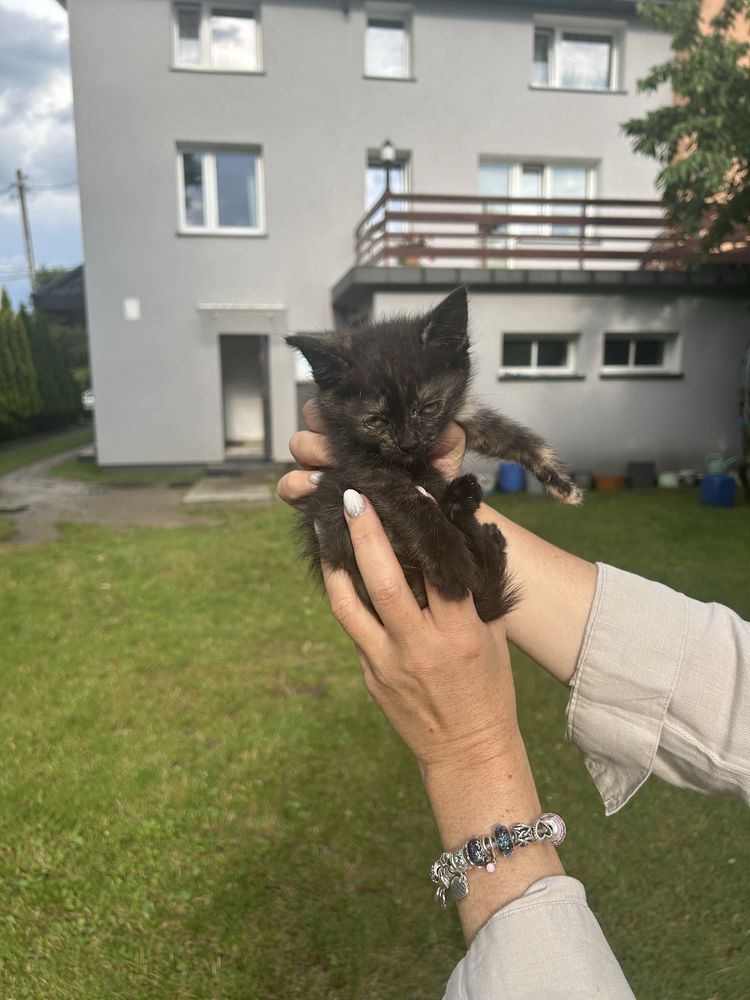 Kotek mlody do adopcji
