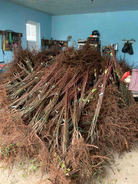 Саджанці,плодових та декоративних дерев та кущів