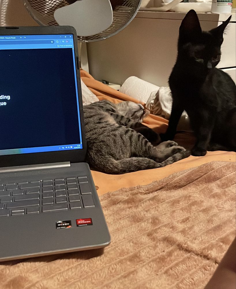 gatinhos para adoção