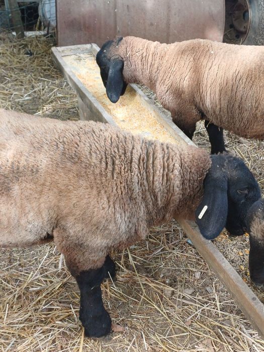 Borregos suffolk com certificado