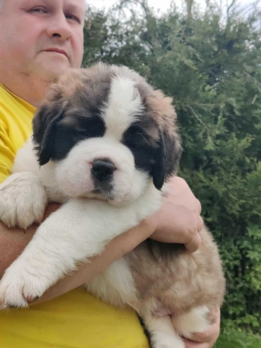 Długowłosy bernardyn piękny chłopiec z rodowodem FCI