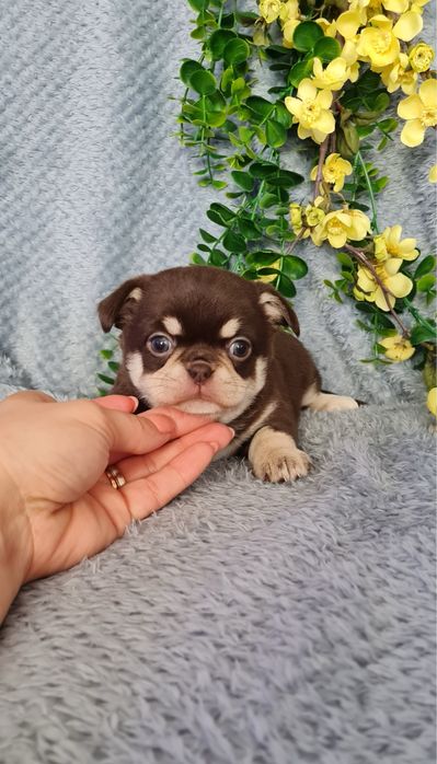 Excecional mini menina Chihuahua/Chiuaua de Qualidade,LinhagemRussa