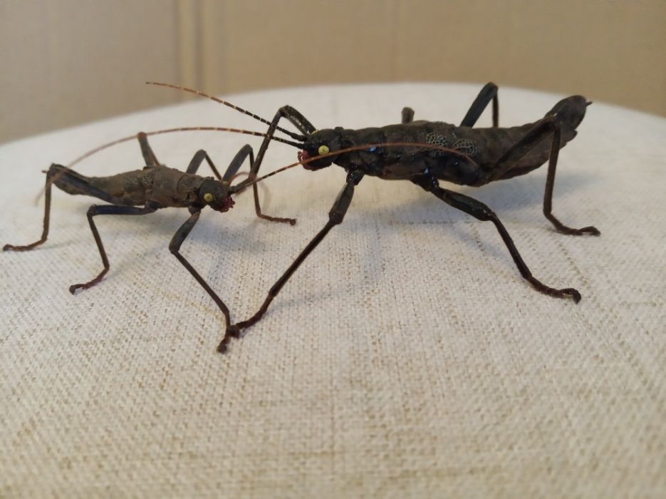 Палочник перуанський кольдірьерський