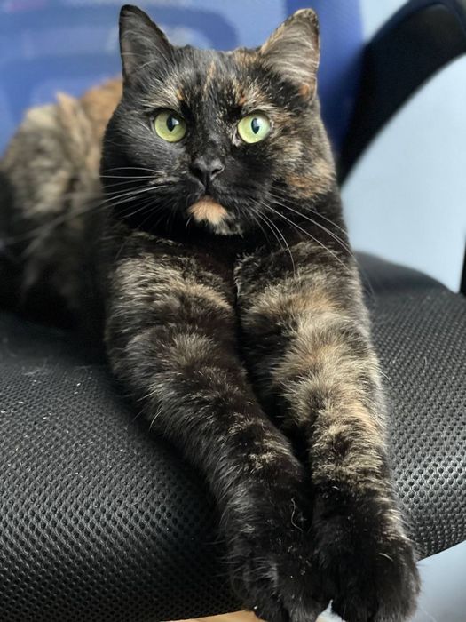 Кошка с непростой судьбой в поисках дома