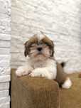 Shih tzu FCI suczka
