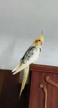 Красивый попугай корелла