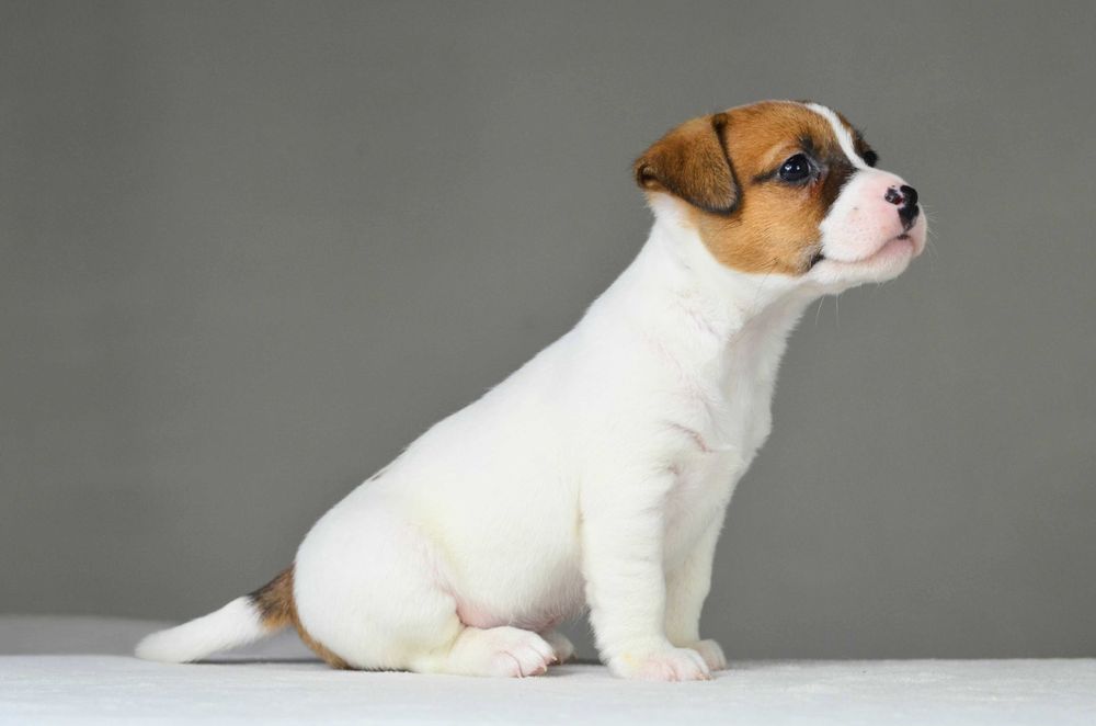 Gładkowłosa AKIRA– rasowy Jack Russell Terrier, metryka ZKwP/FCI