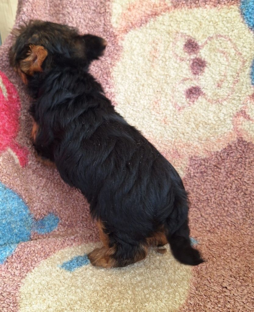 Yourkshire terrier  fêmea