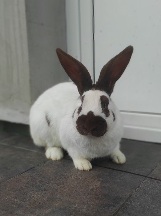 Кролі — Строкачі