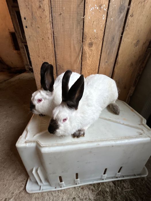 Samica kalifornijska